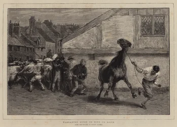 Warranted Quiet to Ride or Drive